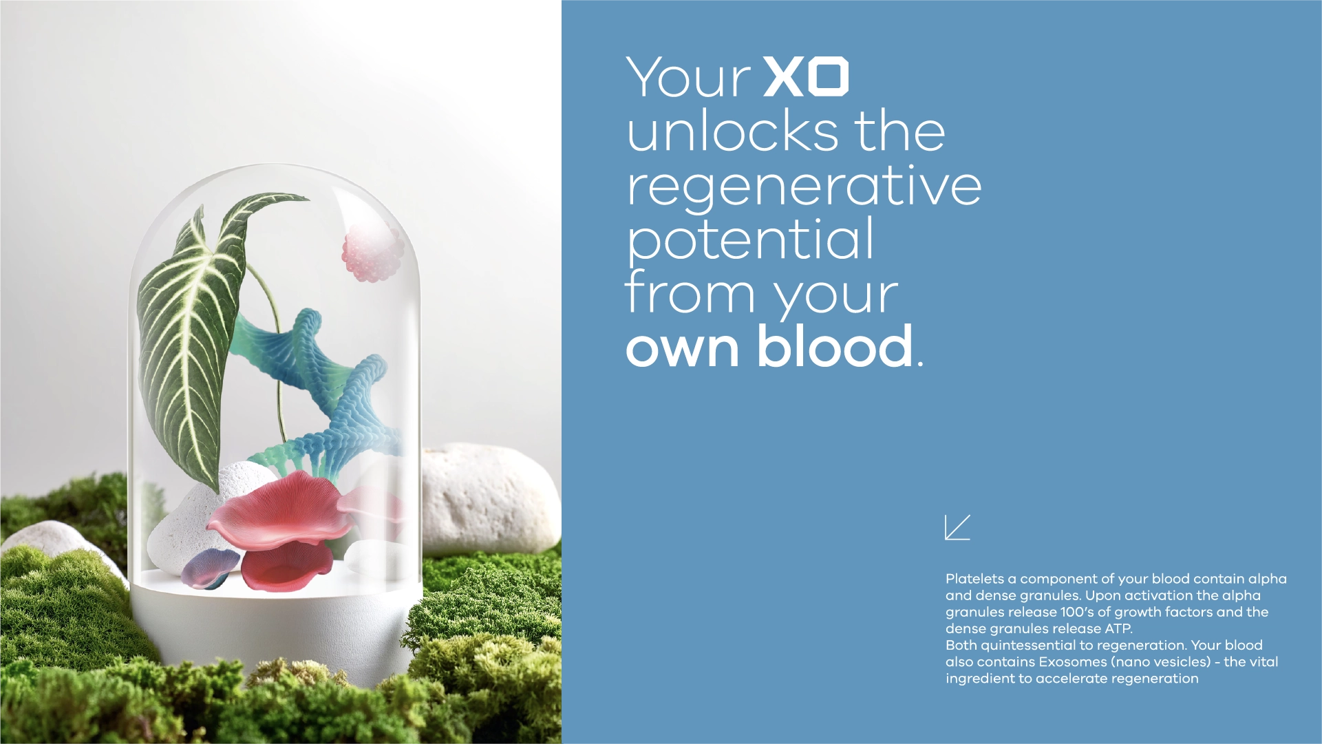 XO SERUM